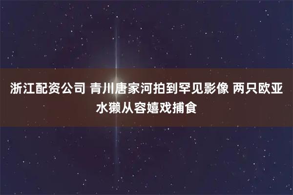 浙江配资公司 青川唐家河拍到罕见影像 两只欧亚水獭从容嬉戏捕食